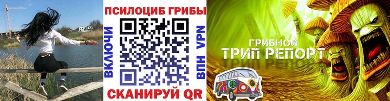 Купить где Курчатов Псилоцибиновые грибы Psilocybine cubensis
